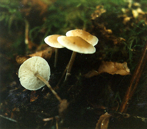 Strobilurus occidentalis